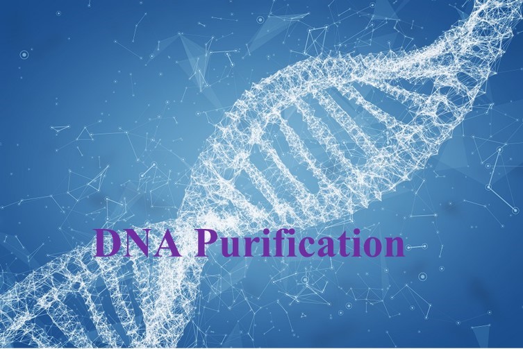 DNA Purification